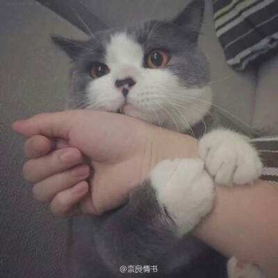 王女异闻录果盘客户端下载