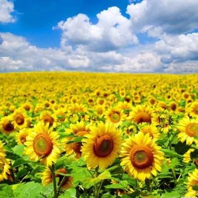 芒果斗地主官方下载手机版免费安装